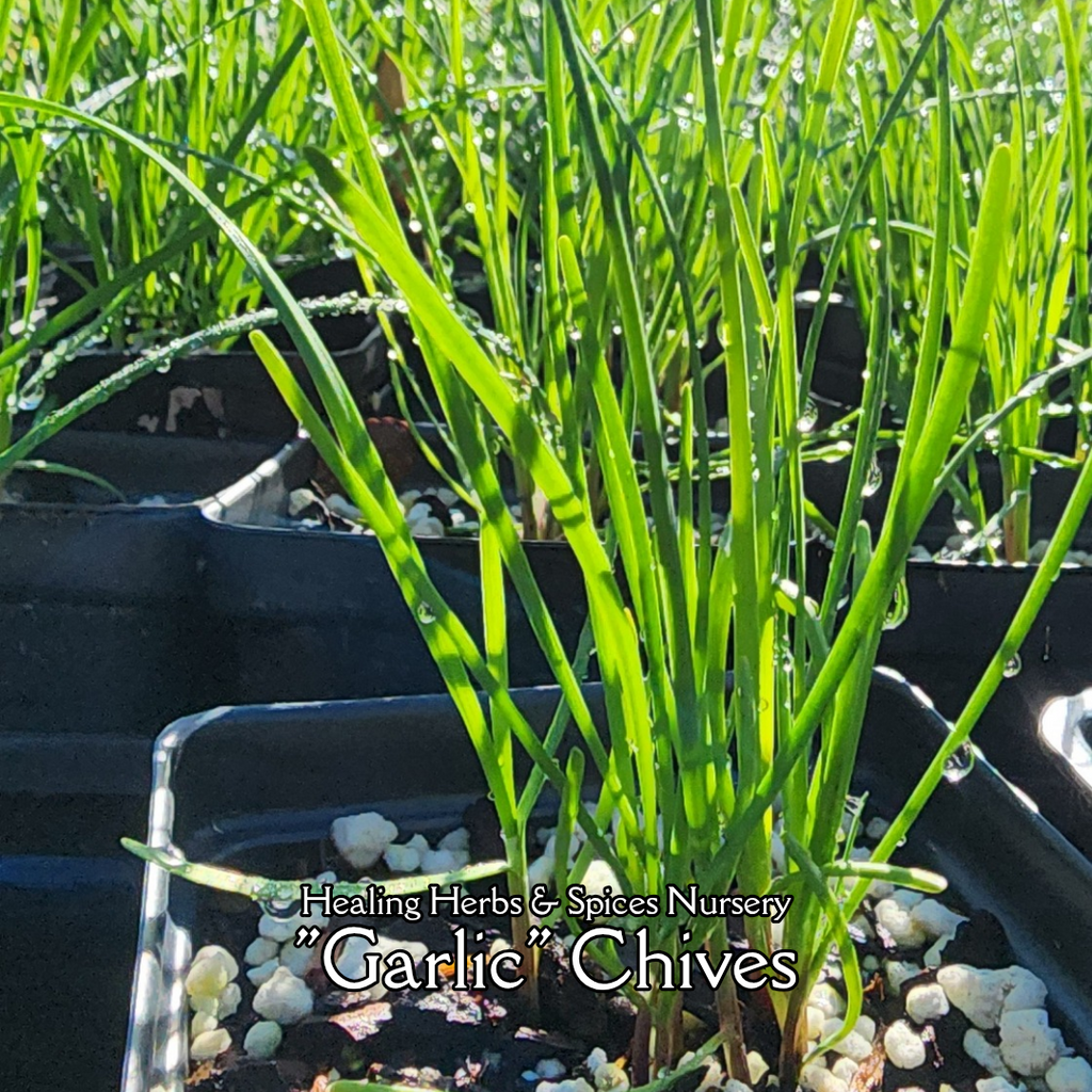 Chives "Garlic" - Live Plant