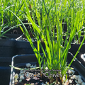 Chives "Garlic" - Live Plant