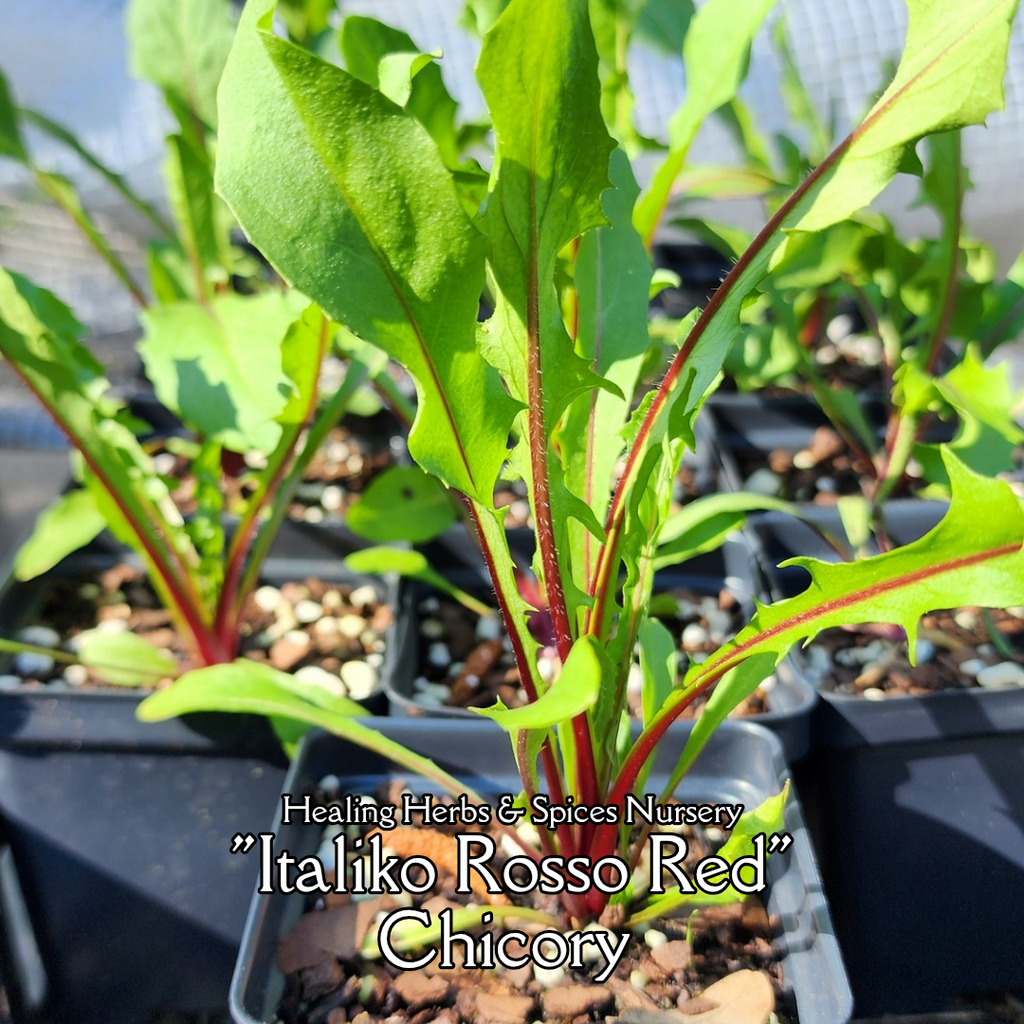 Dandelion "Italiko Rosso Red" - Live Plant