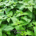 Catnip - Live Plant