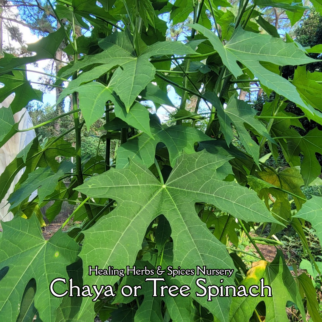 Chaya or Tree Spinach - Live Plant