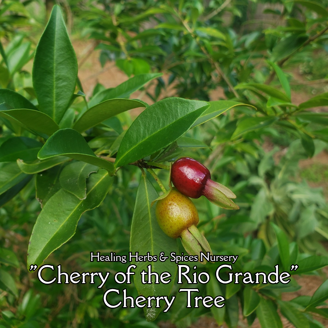 Cherry of the Rio Grande - Live Plant