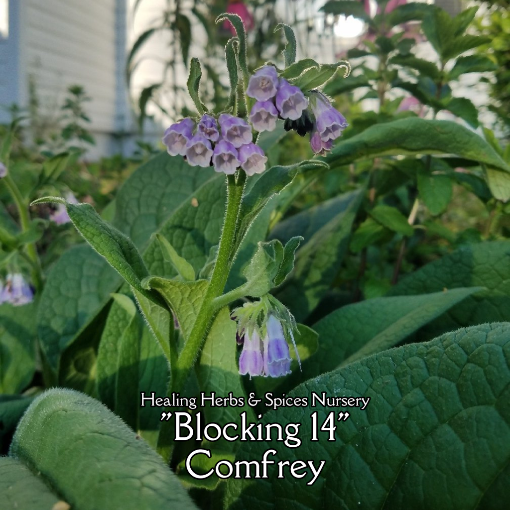 Comfrey "Blocking 14" - Live Plant