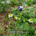Chamomile "Roman" - Live Plant