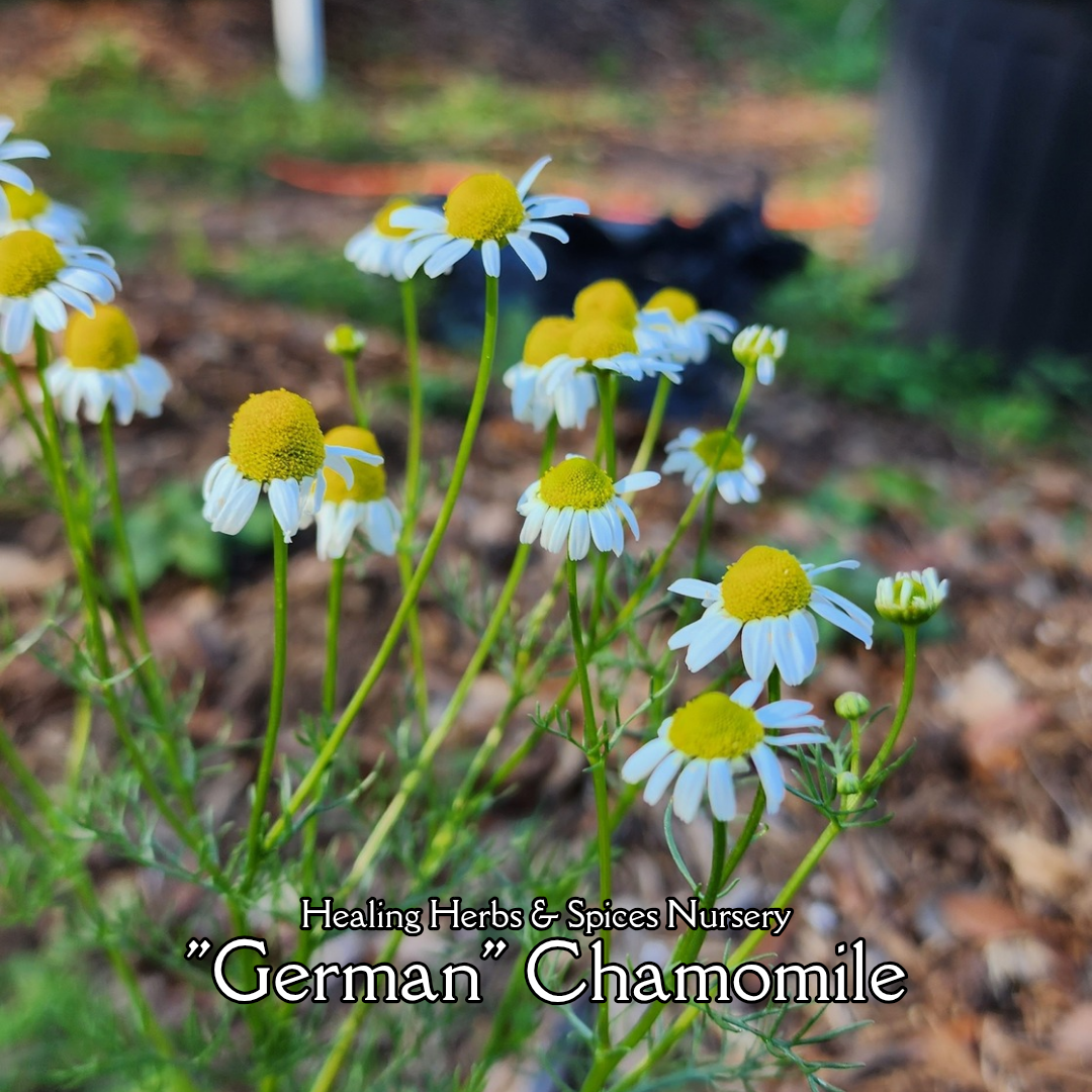 Chamomile - Live Plant