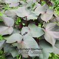 Cotton "Black" - Live Plant