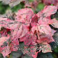 Cotton "Variegated Red" - Live Plant