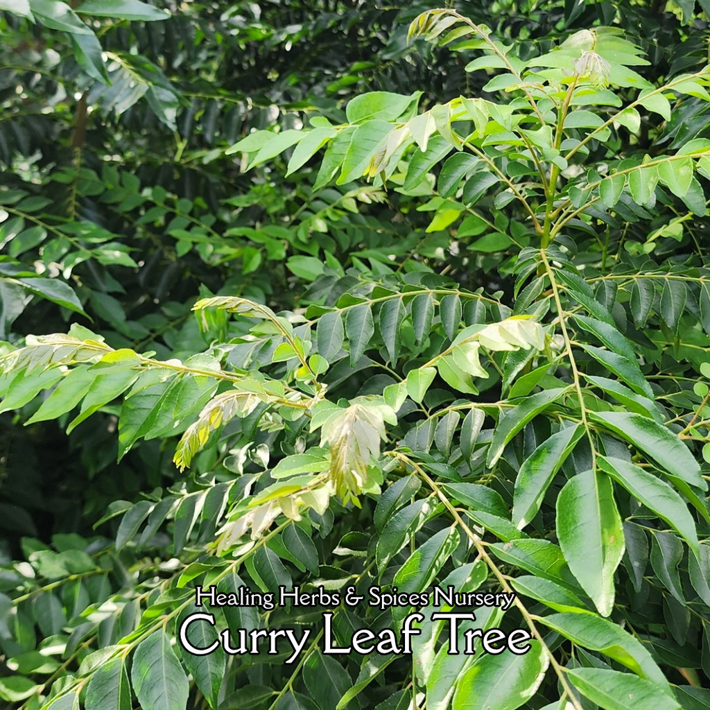 Curry Leaf Tree- Live Plant