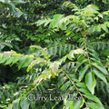 Curry Leaf Tree- Live Plant