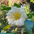 Datura "Box of Chocolate" - Live Plant