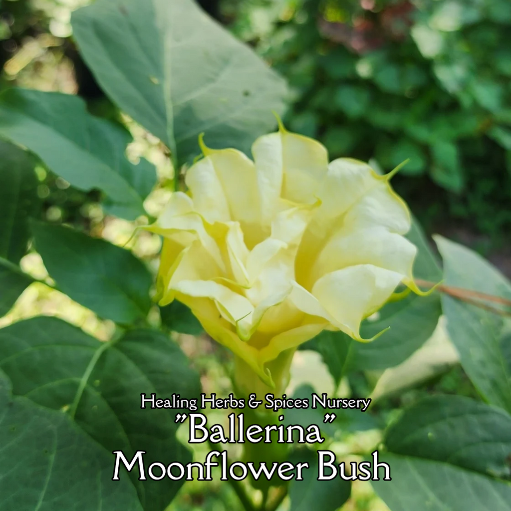 Datura "Ballerina" - Live Plant