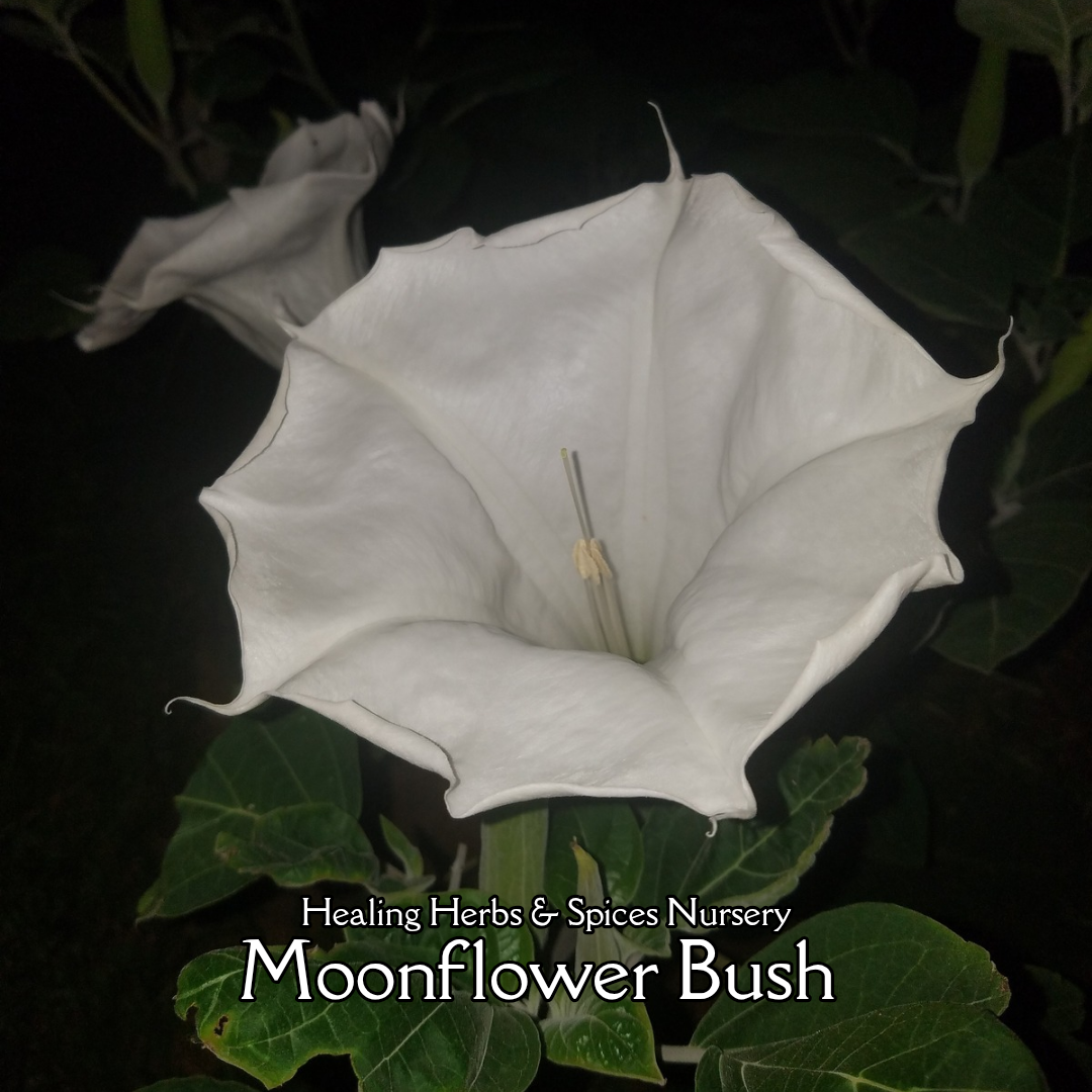 Datura "Moonflower" - Live Plant