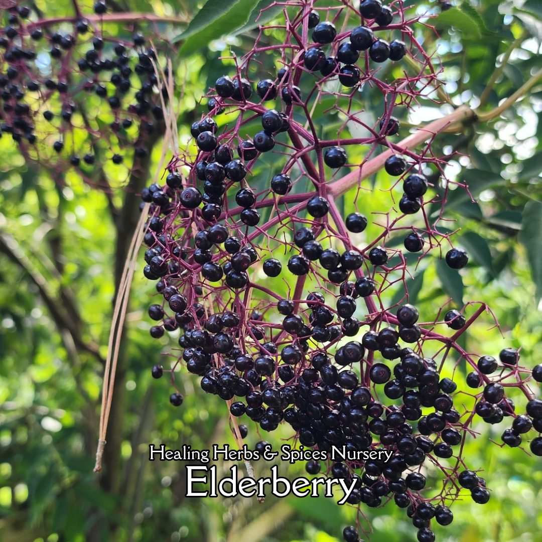 Elderberry "Bob Gordon" - Live Plant