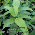 Eucalyptus "Lemon Scented" - Live Plant