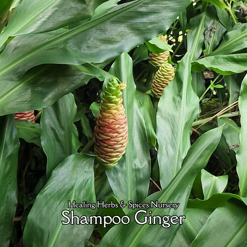Ginger "Shampoo" - Live Plant
