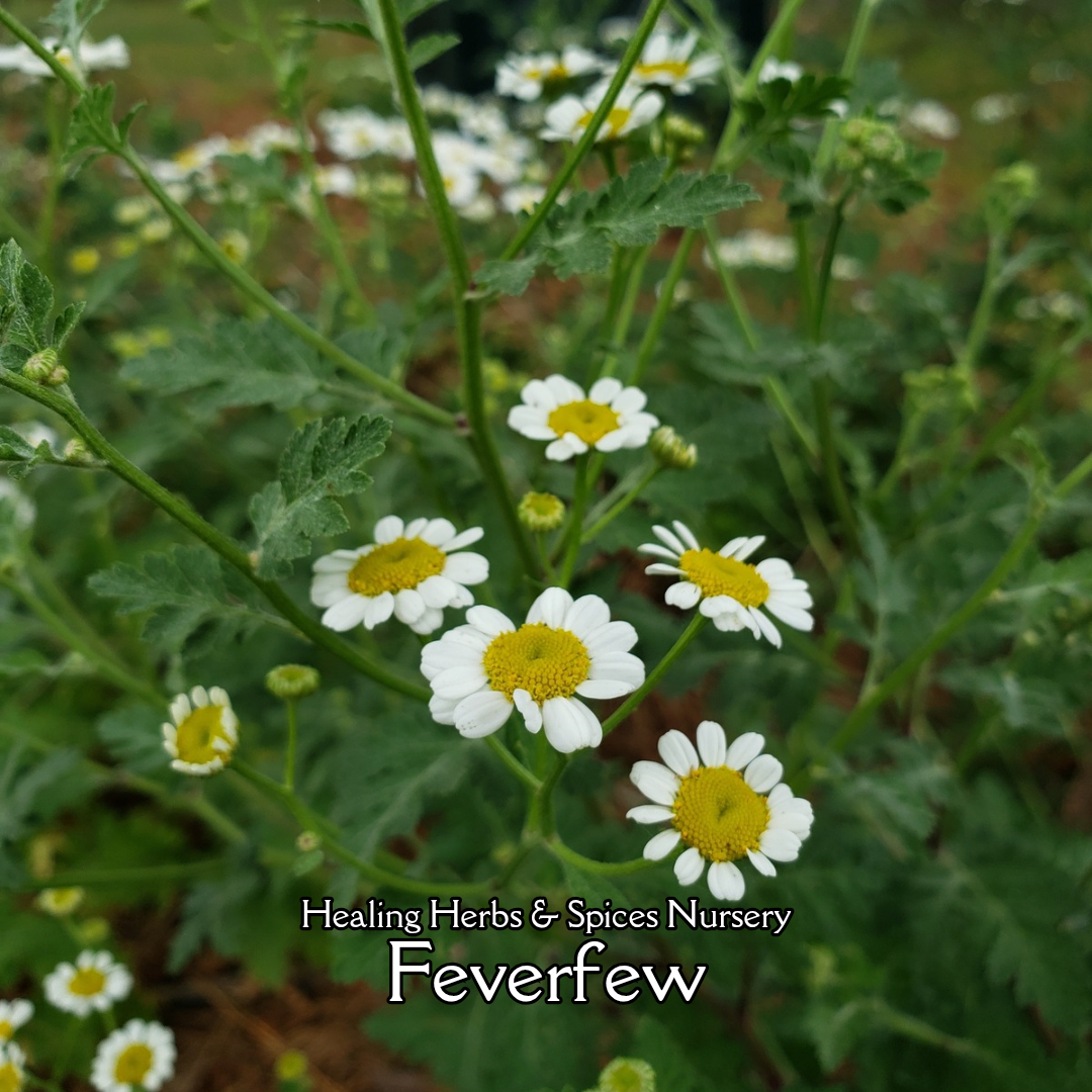 Feverfew - Live Plant