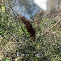 Fennel "Bronze" - Live Plant
