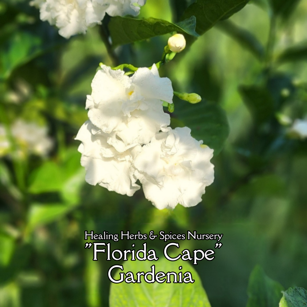Gardenia "Florida Cape" - Live Plant