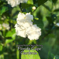 Gardenia "Florida Cape" - Live Plant