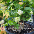 Gardenia "Grand Duke of Tuscany" - Live Plant