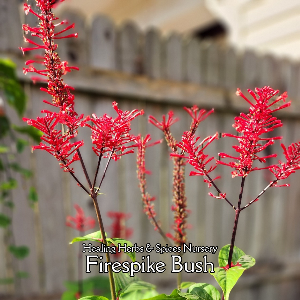 Firespike Bush - Live Plant