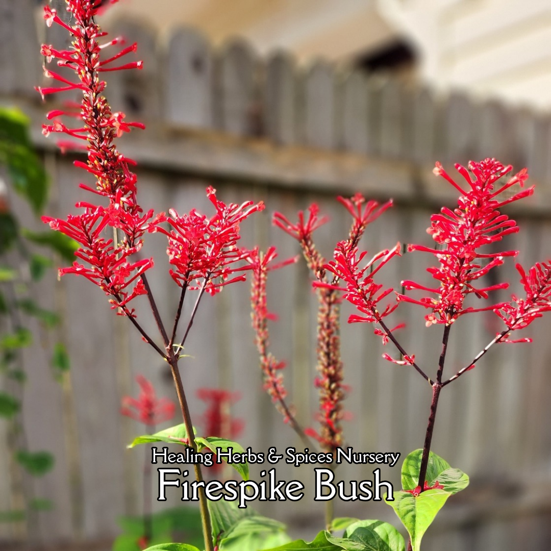 Firespike Bush - Live Plant