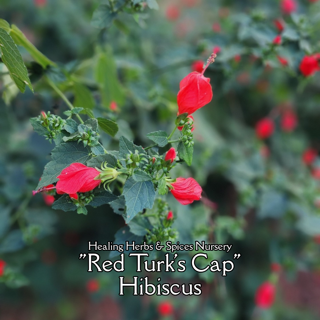 Turk's Cap Hibiscus - Live Plant