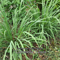Citronella Grass - Live Plant