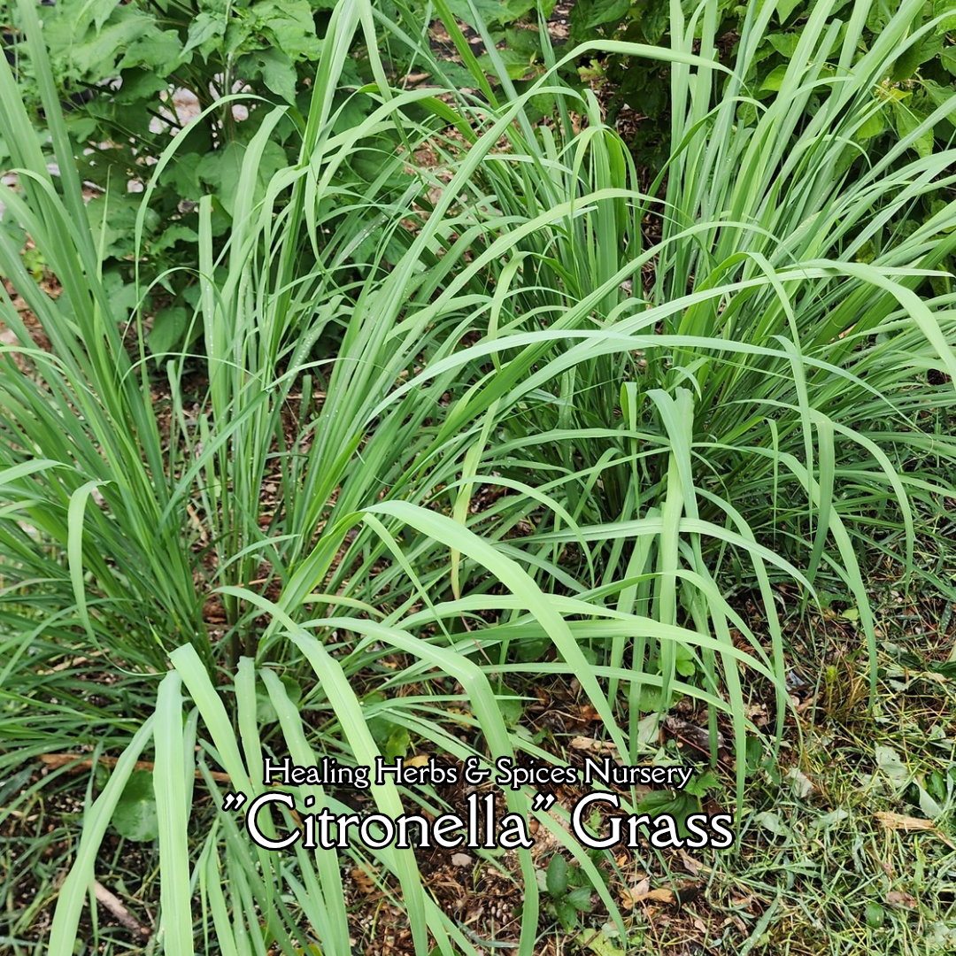Citronella Grass - Live Plant