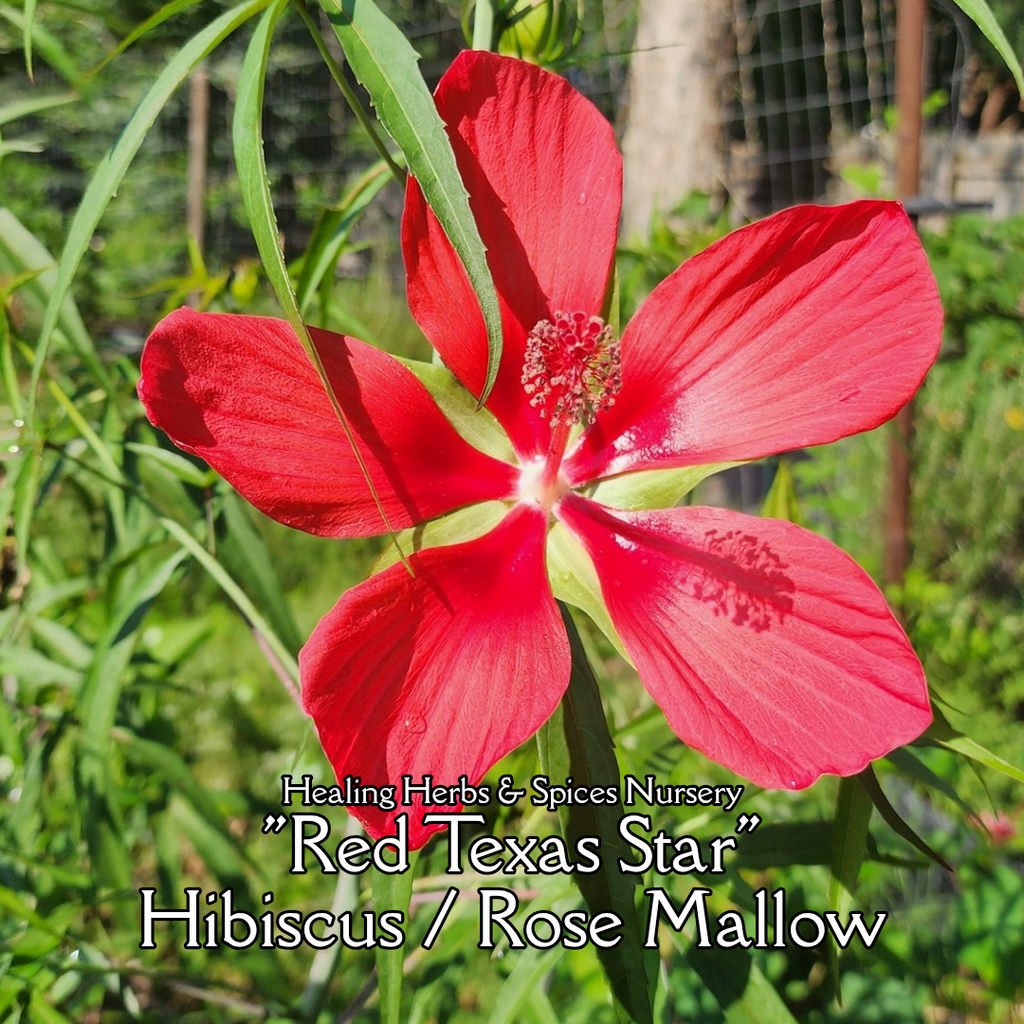 Hibiscus "Texas Star" - Live Plant