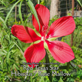 Hibiscus "Texas Star" - Live Plant