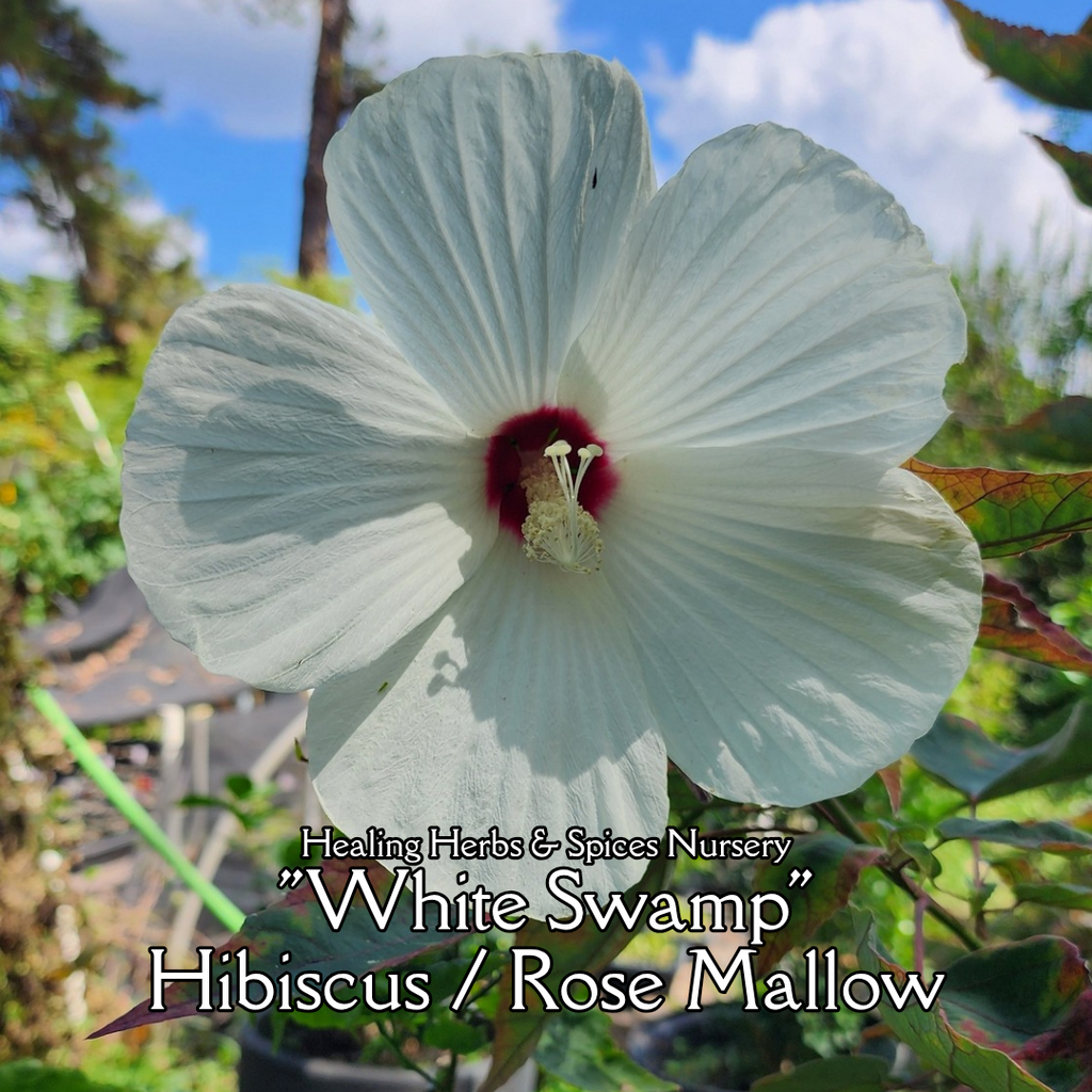 Hibiscus "White Swamp" - Live Plant