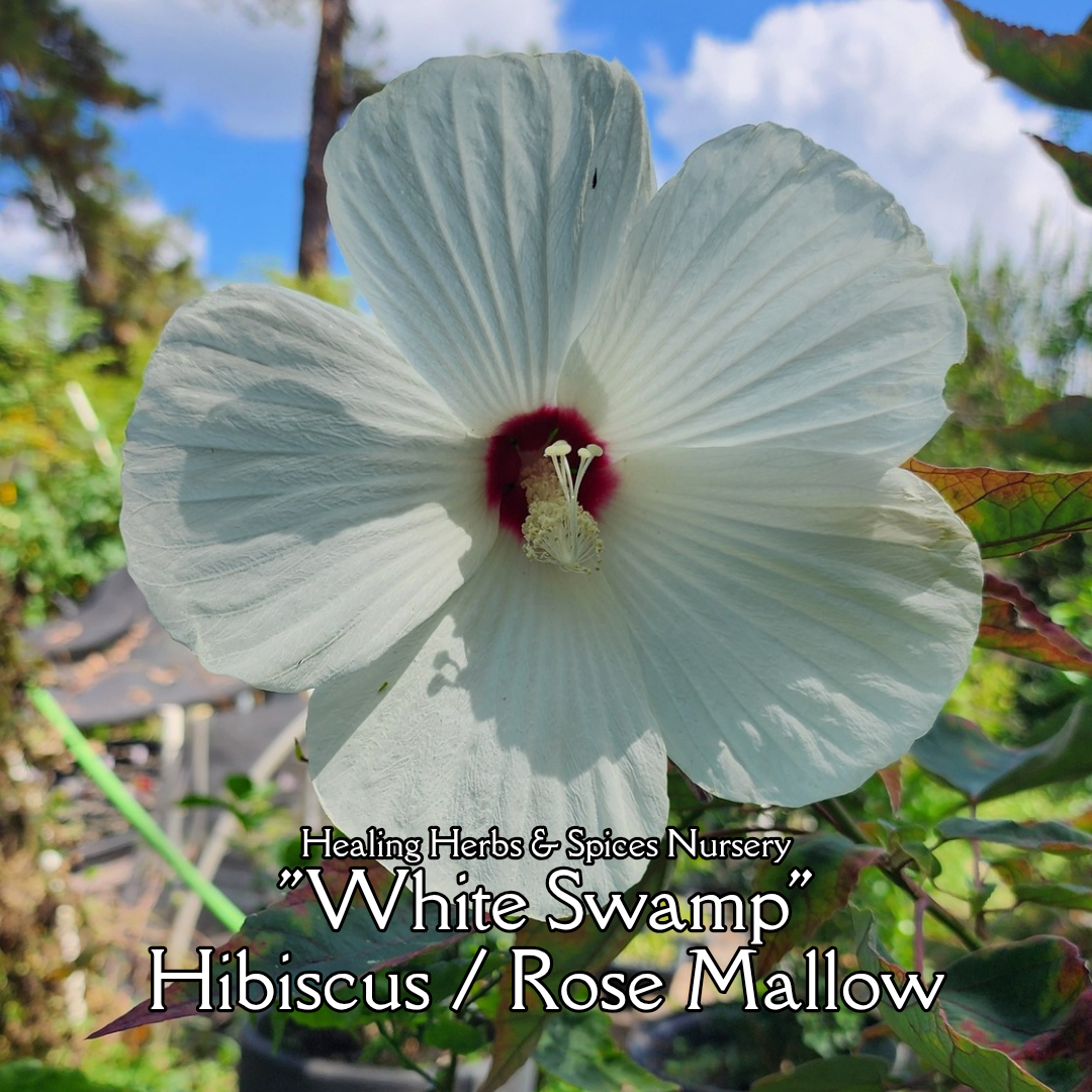 Hibiscus "White Swamp" - Live Plant
