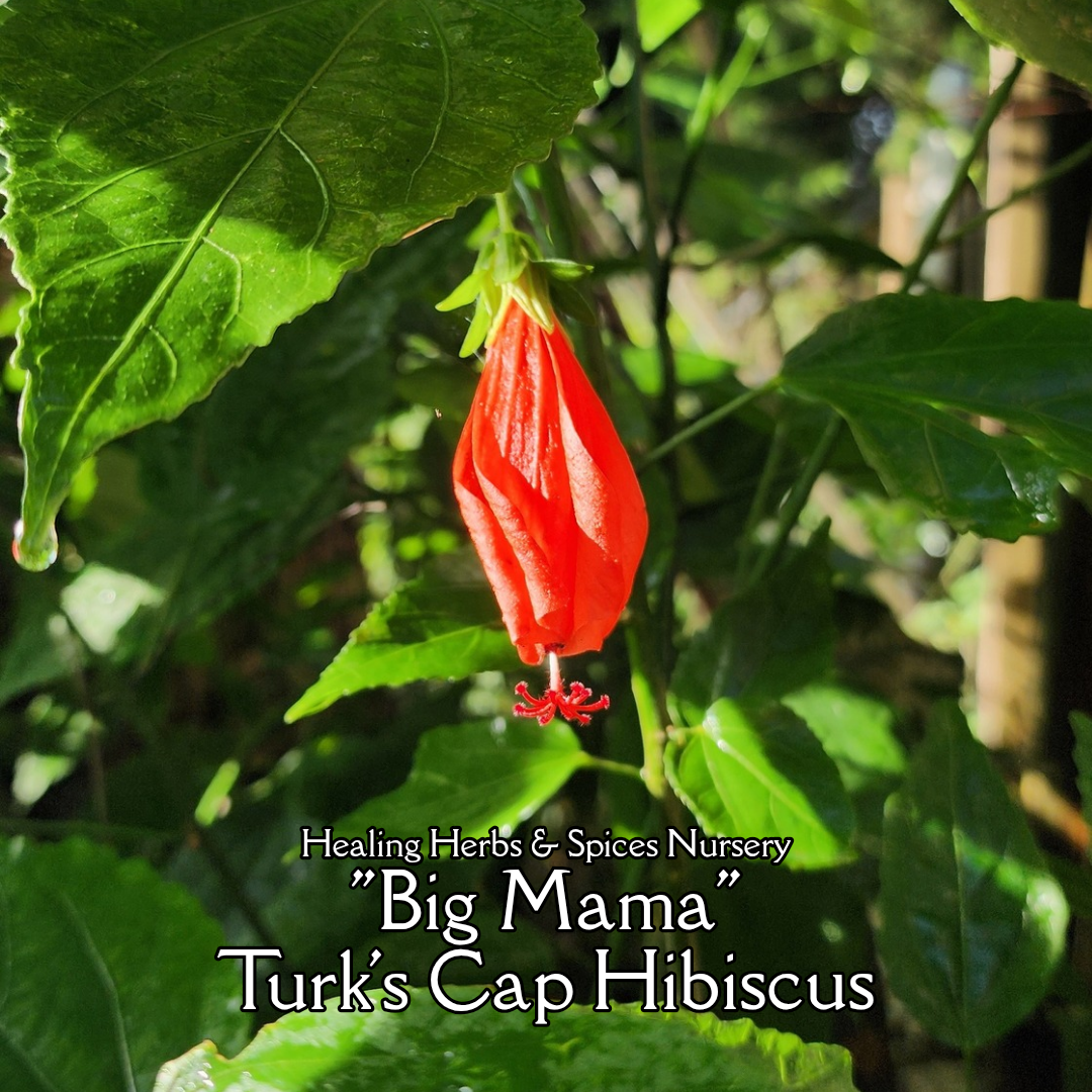Turk's Cap Hibiscus "Big Mama" - Live Plant