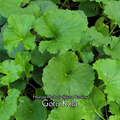 Gotu Kola - Live Plant