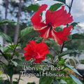 Hibiscus, Tropical "Lion's Tail Red" - Live Plant