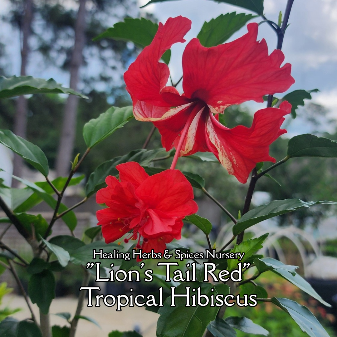 Hibiscus, Tropical "Lion's Tail Red" - Live Plant