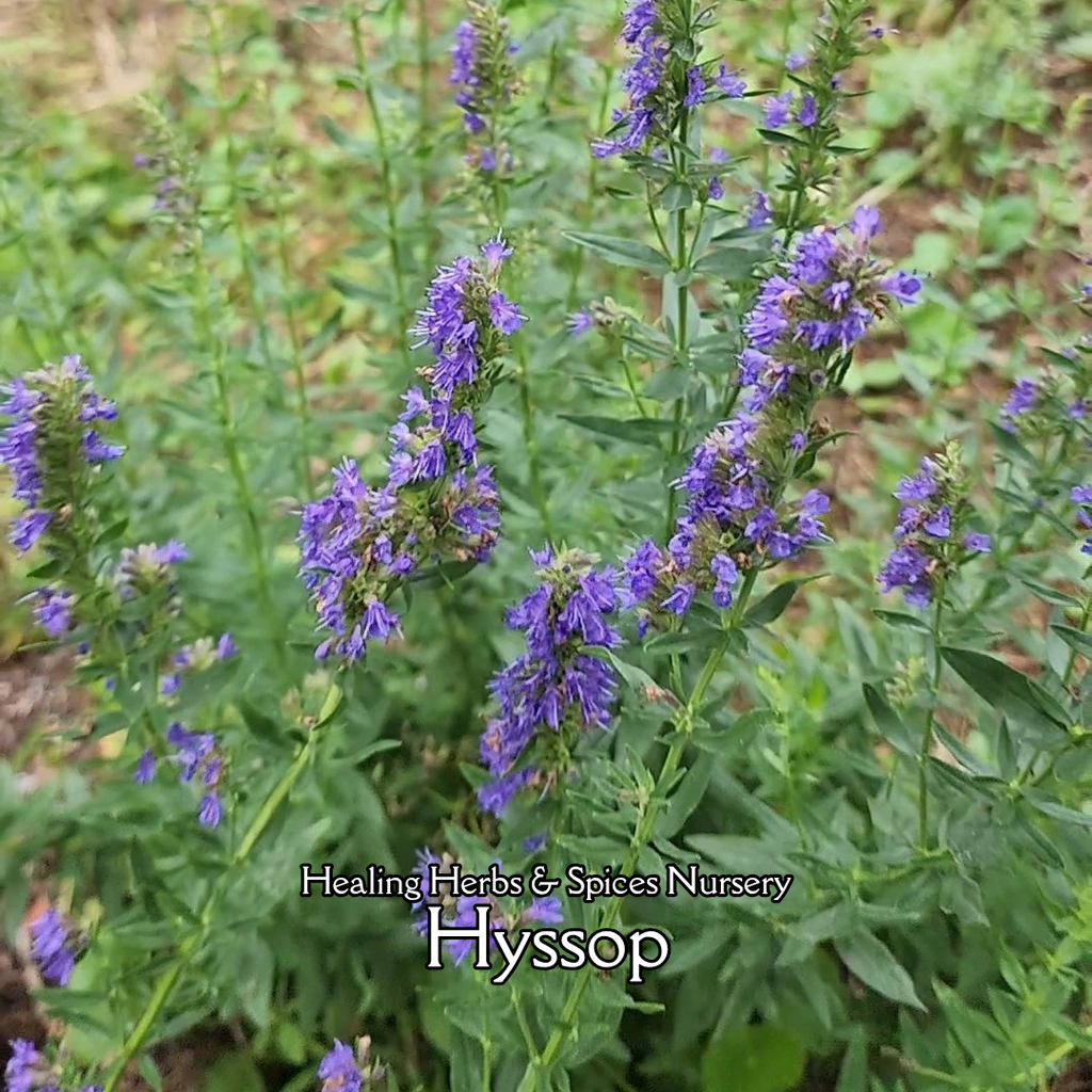 Hyssop - Live Plant