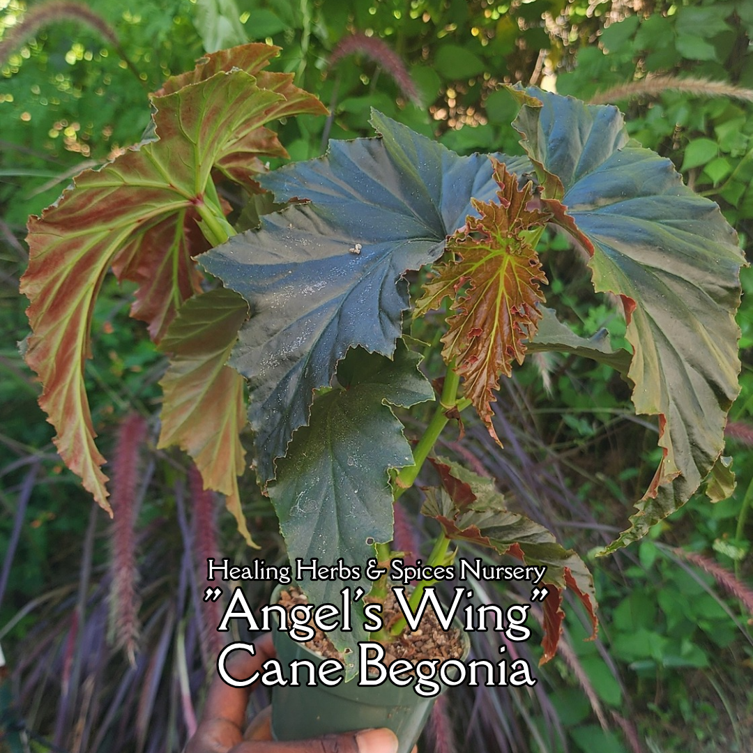 Begonia "Angel's Wing" - Live Plant