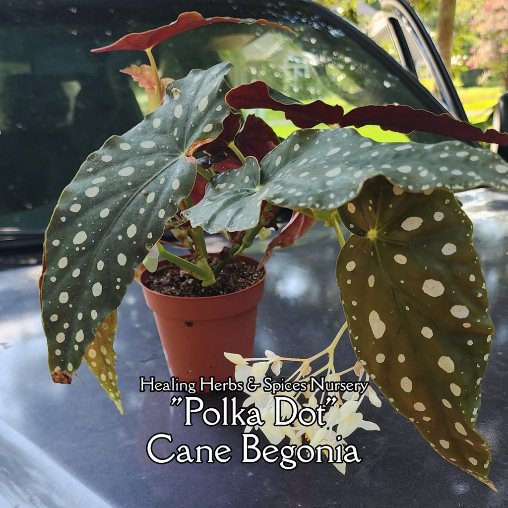 Begonia "Polka Dot" - Live Plant