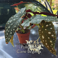 Begonia "Polka Dot" - Live Plant