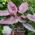 Begonia "Pink Minx" - Live Plant