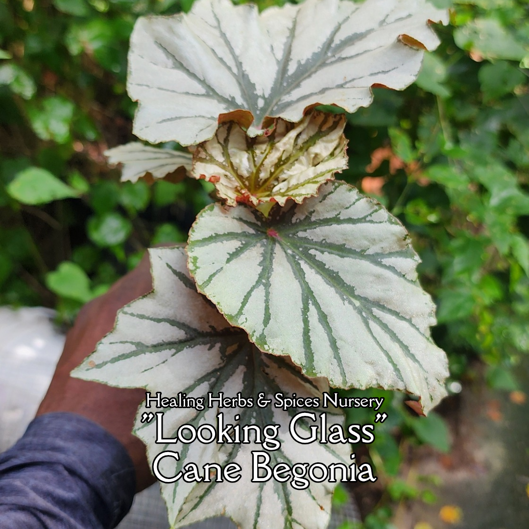 Begonia "Looking Glass" - Live Plant