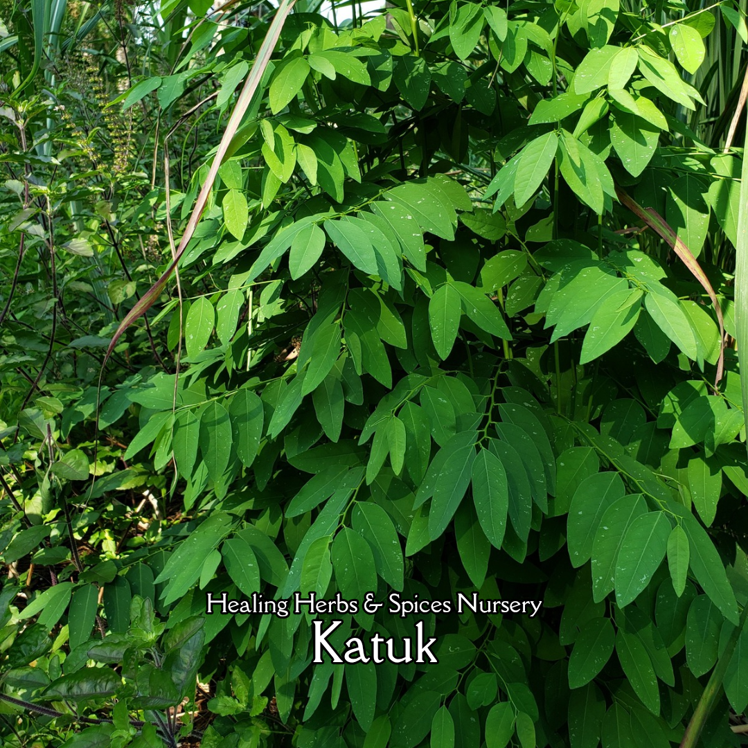 Katuk - Live Plant
