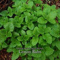 Lemon Balm - Live Plant