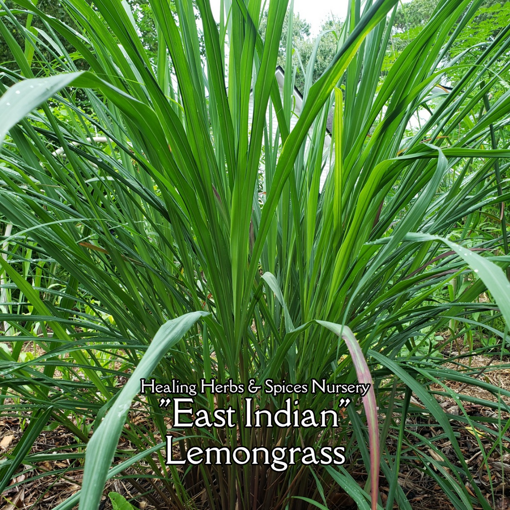 Lemongrass "East Indian" - Live Plant