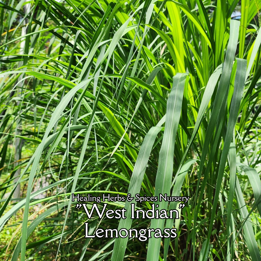 Lemongrass "West Indian" - Live Plant