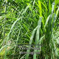 Lemongrass "West Indian" - Live Plant