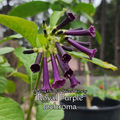 Iochroma "Royal Purple" - Live Plant