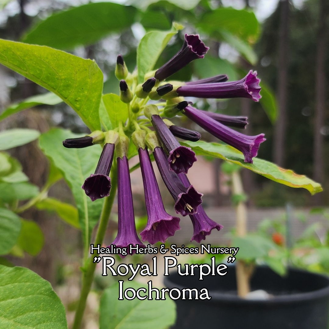 Iochroma "Royal Purple" - Live Plant